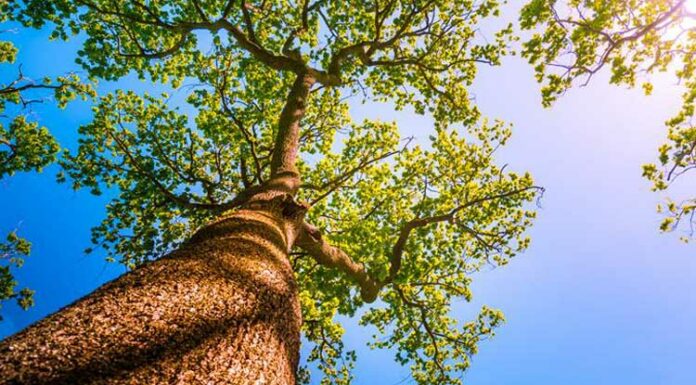 Heritage tree in Delhi