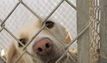 Dog in cage, dog behind bars