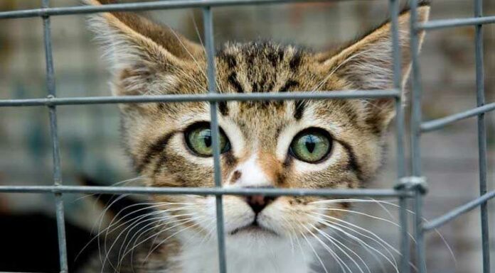 Beautiful Cat in Cage