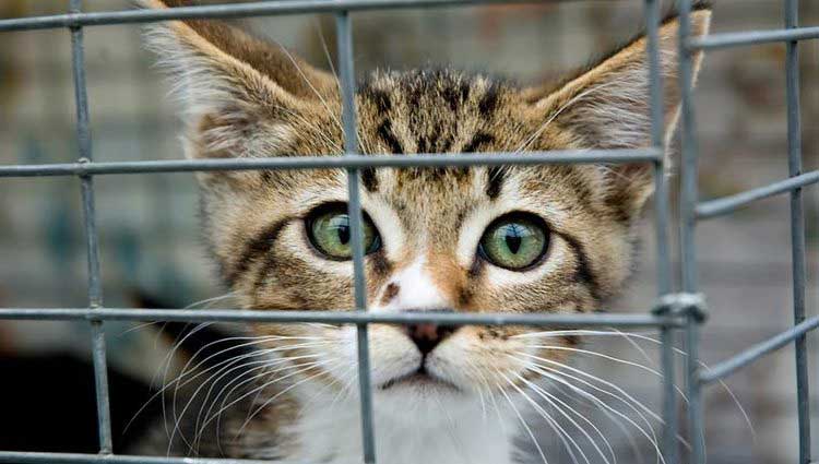 Beautiful Cat in Cage