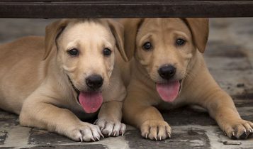 Two cute dogs sitting together