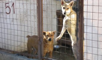 Dog inside shelter, dog in cage