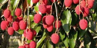 Lychee Farming in India