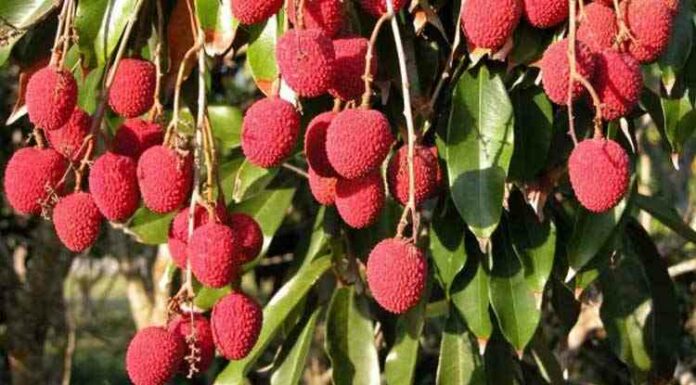 Lychee Farming in India