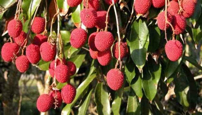 Lychee Farming in India