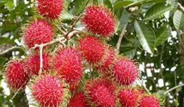 Rambutan