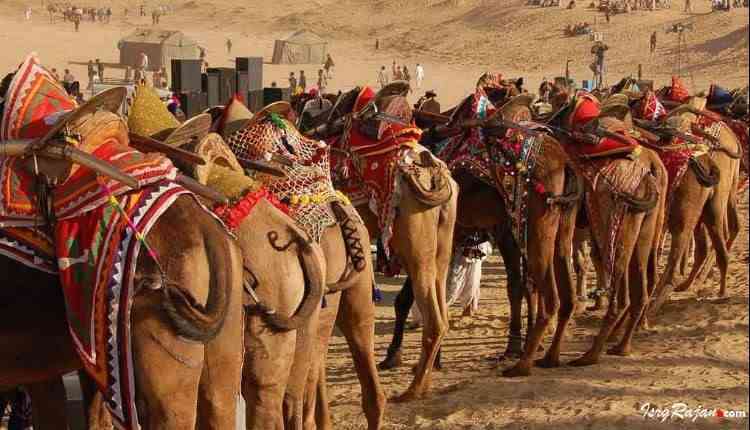 Bikaner Camel Festival