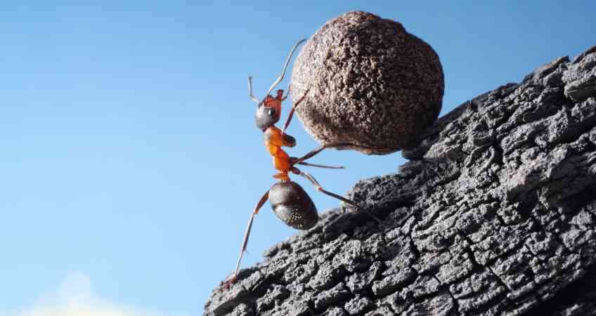 Ant with stone, Ant doing hardwork