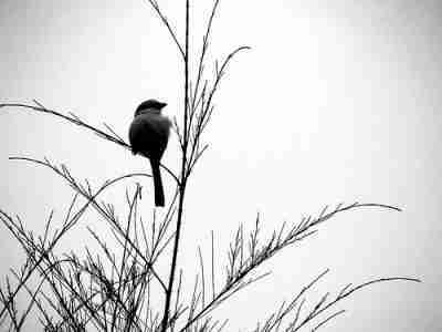 Bird sitting on grass, tree, near river