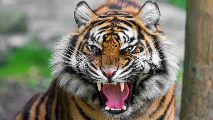 Indian Tiger Indian Tiger
