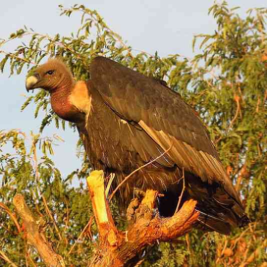 Vulture in thar