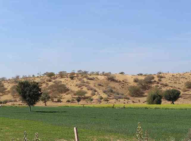 Thar Desert Greenery