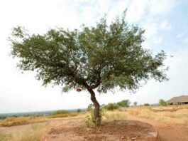 Thar Desert