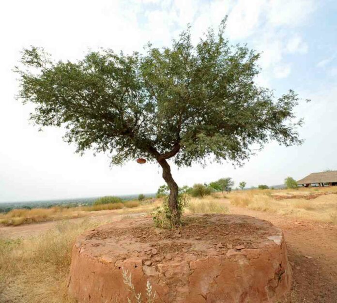 Thar Desert