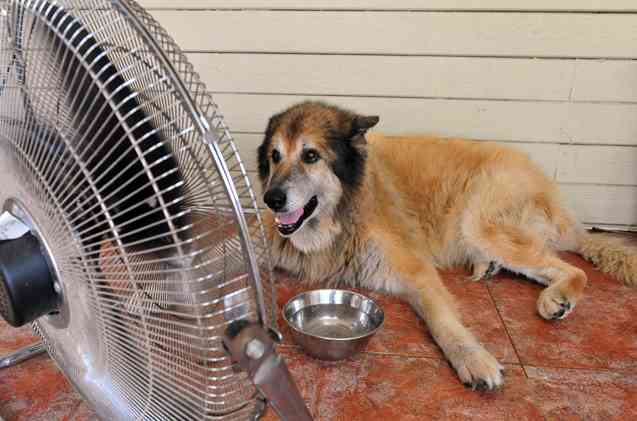 Dog, Heat, Summer, Fan