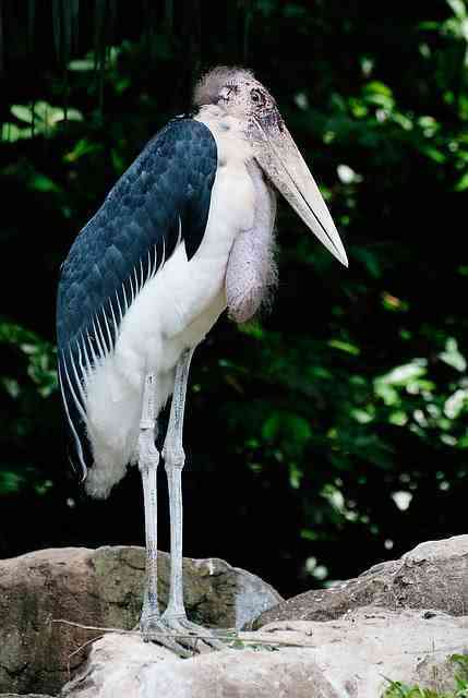 Marabous Stork