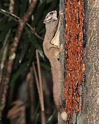 Sugar Glider, Petaurus breviceps