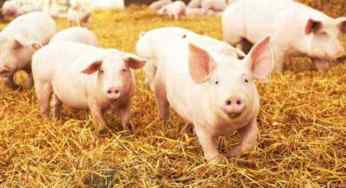 Should we eliminate Pigs? Stray pigs are hubs of viruses and other pathogens.