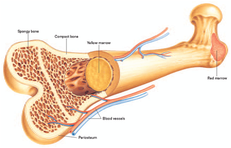 bone Marrow image