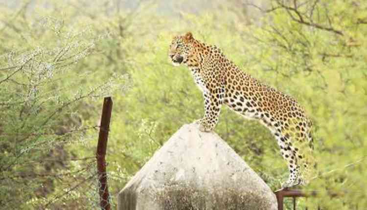 Wild life Safari, Jhalana Forest, Malviya Nagar