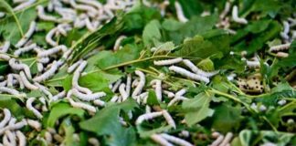 Silkworm in India