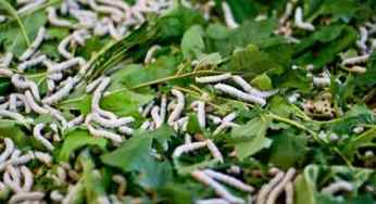 The Importance of Silkworm in Indian Culture and Economy