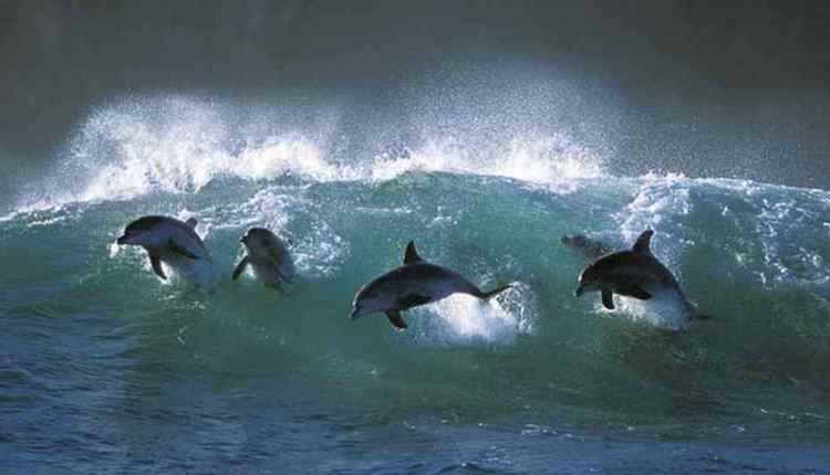 Dolphins, group of Dolphins