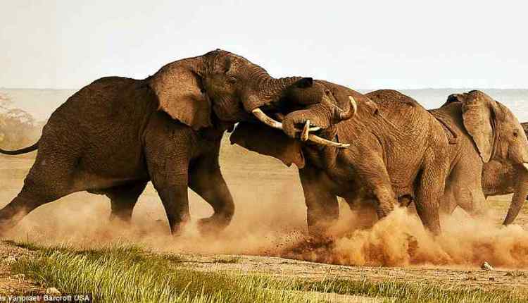 Elephants get High, elephant fight