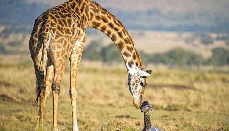 Giraffe with baby