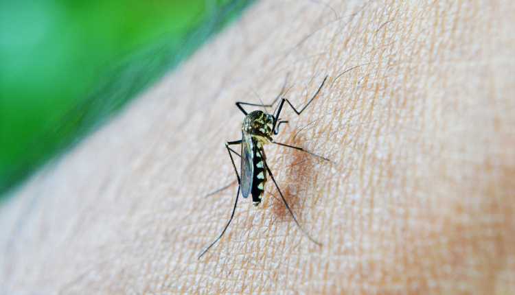 malaria, mosquito bite, hand