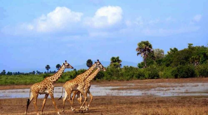 social animals, Africa