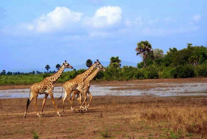 social animals, Africa