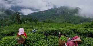 The Tea of Assam