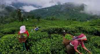 The Tea of Assam: Its Heritage, Uniqueness and Challenges of the Industry