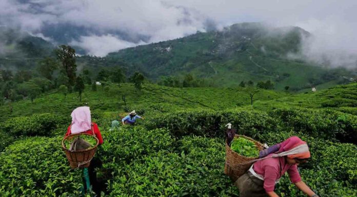 The Tea of Assam