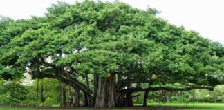 Bargad, Peepal, trees