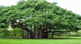 The Bargad and the Pipal tree: What is so great about them