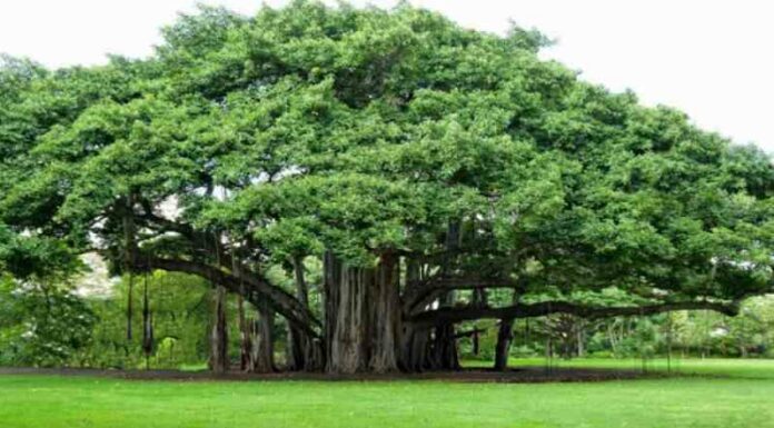 Bargad, Peepal, trees