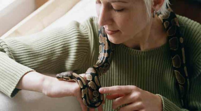 Snake pet in India