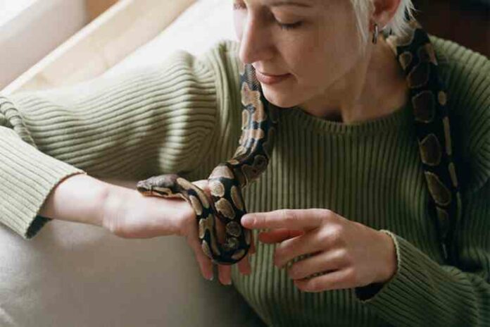 snakes as pets