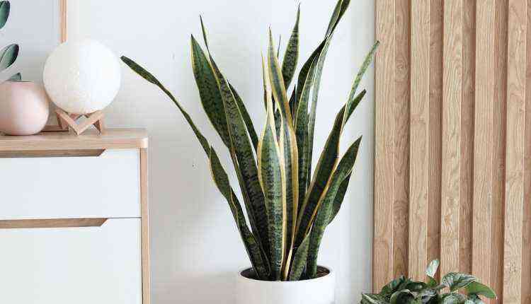 Snake Plant