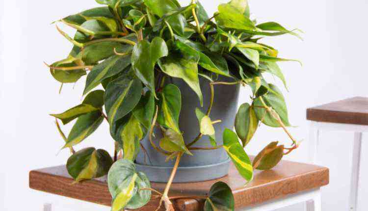 Philodendron