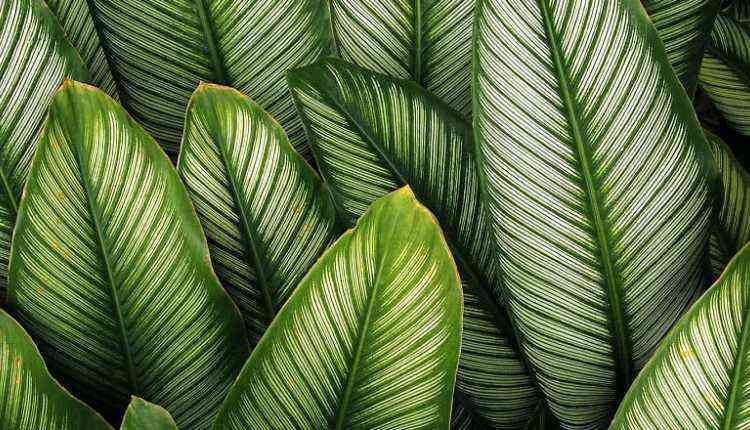 Calathea