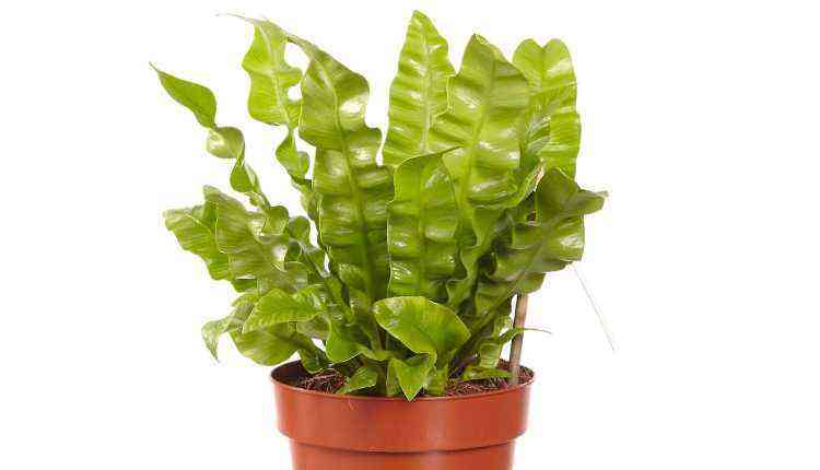 Asplenium Crispy Wave