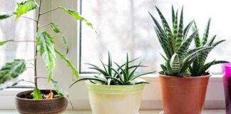 23 Plants that purify the air and reduces pollution