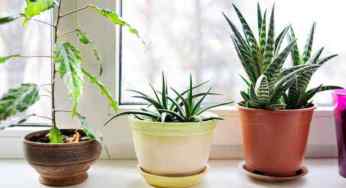 23 Plants that purify the air and reduces pollution available in India