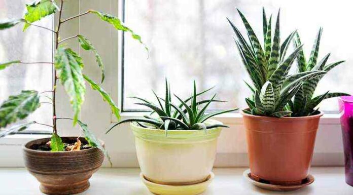 23 Plants that purify the air and reduces pollution