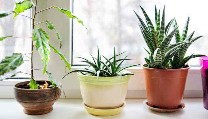 23 Plants that purify the air and reduces pollution