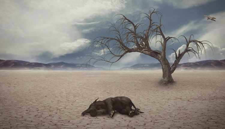 Global Warming, Drought, Elephant, Animals, Forest