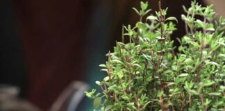 Health Benefits Of Thyme Or Ajwain